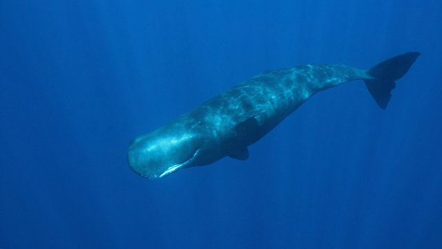 Swimming with Sperm Whales in Dominica, an island nation in Caribbean. Eye contact with a curious whale is priceless experience.
