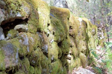 Stones of a wet forest with moss