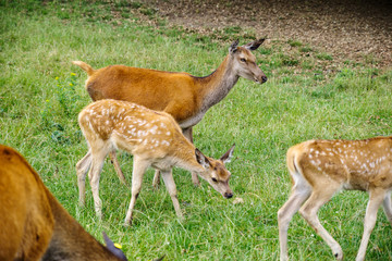 Naklejka na ściany i meble White doted fawn, Bambi, with mother deer.