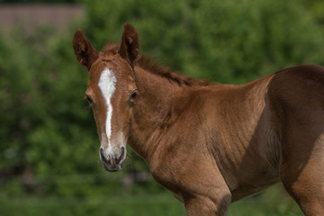 Kopf eines 2 Tage junges Fohlens auf der Wiese