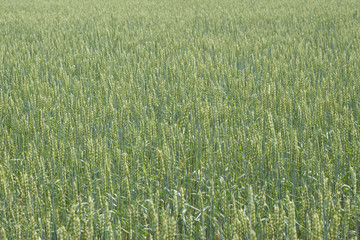 Wheat field