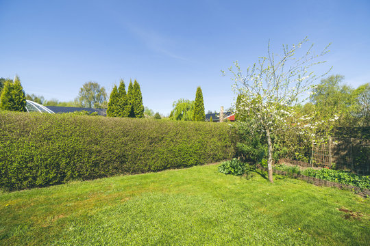 Garden with a lawn and a hedge under a blue sky