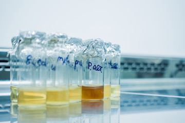 Liquid culture of bacteria in test tubes. The culture of Escherichia coli in vitro. Preparation of macteria for experiment.