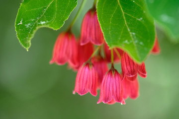 ベニサラサドウダンの花
