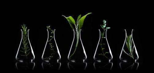 Bottle of essential oil with herbs rosemary, thyme, sage, oregano and lavender on back background....