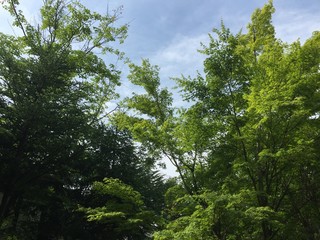 新緑に包まれて