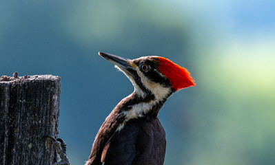 Pileated Woodpecker on Fence Post