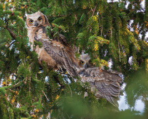 Great horned owlets
