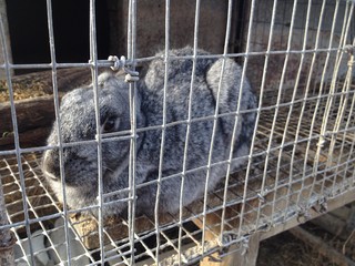Obraz premium rabbit in a cage