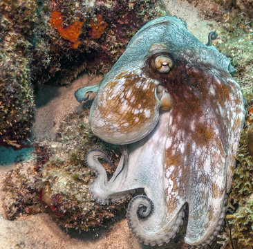 Caribbean Reef Octopus,Octopus Briareus