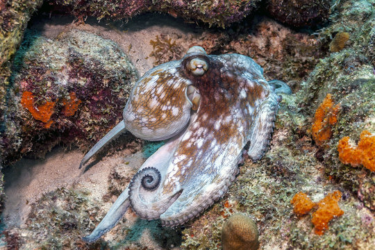 Caribbean Reef Octopus,Octopus Briareus