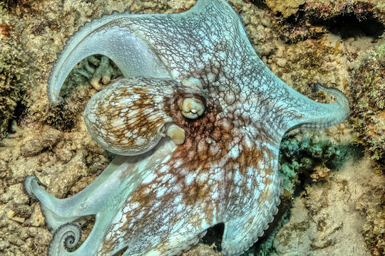 Caribbean Reef Octopus,Octopus Briareus