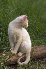 The young white cat sits against the background of a green grass