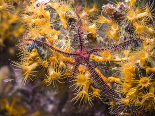 sponge brittle star,marine ,invertebrate