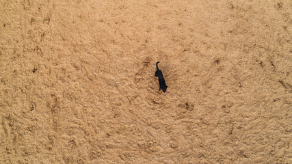 black dog walking on the field view from the height