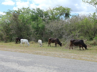 Kühe auf Kuba - Bulle an der Straße