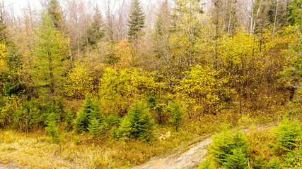autumn landscape yellow trees blue sky photo from height