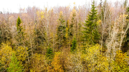 autumn landscape yellow trees blue sky photo from height