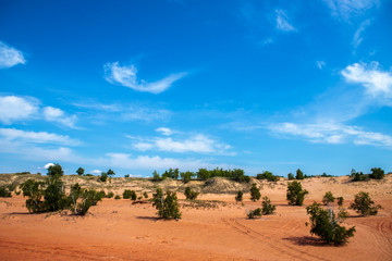 Naklejka premium trees in the sands. desert landscape with blue sky.