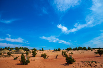 trees in the sands. desert landscape with blue sky.