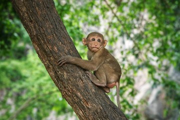 Young macaque sitting on a tree : Closeup
