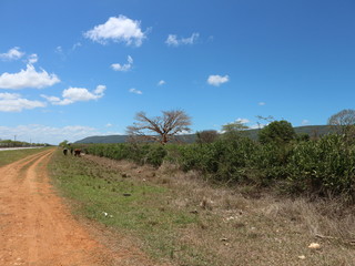 Obraz premium Landstraße auf Kuba, Karibik