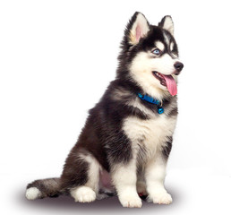 cute black siberian husky wooly coat ISOLATE