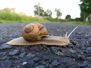Schnecke auf Reise