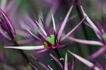 Ornamental onion is not only very beautiful in the garden, but also many species are also edibl