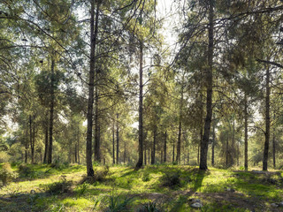 Fototapeta na wymiar Pine Forest in the sunshine in the spring of the day in Israel.