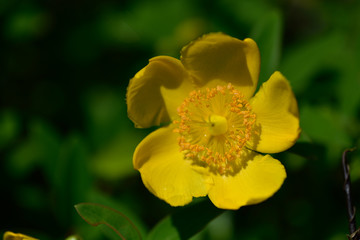 花のマクロ撮影