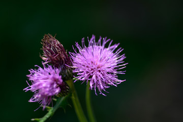 花のマクロ撮影