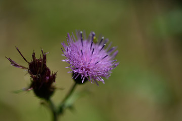 花のマクロ撮影