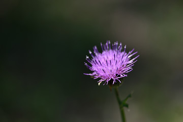 花のマクロ撮影