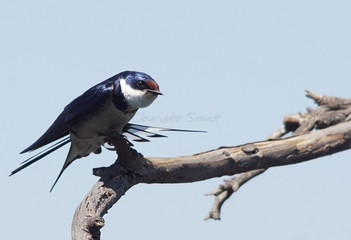 Swallow