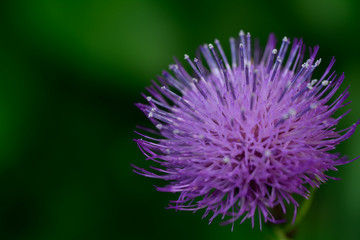 花のマクロ撮影