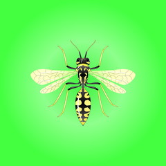 Wasp