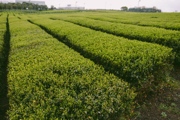 Green tea garden at Jeju, South Korea.