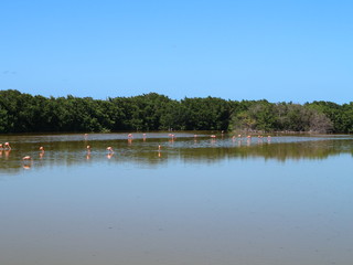 Obraz na płótnie Canvas Flamingos in einem Teich, Gewässer auf Kuba, Karibik