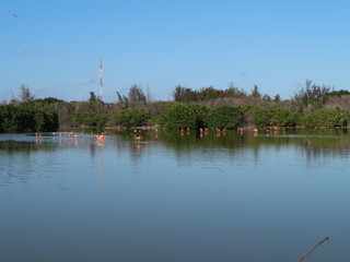 Fototapeta na wymiar Flamingos in einem Teich, Gewässer auf Kuba, Karibik