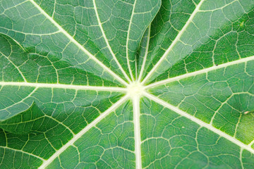 papaya leaf texture background