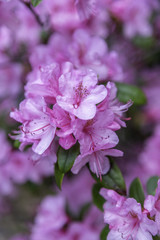 azalea flowers