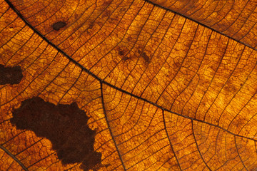 Obraz premium brown leave close up