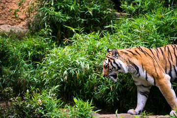 Tiger in woods
