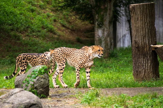 Cheetah in woods