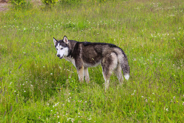 Naklejka na ściany i meble husky dog walking in the field