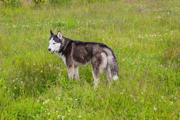 husky dog walking in the field
