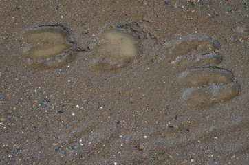 Wild boar (Sus scrofa) tracks on the mud. Huerto del Almez. Villareal de San Carlos. Monfrague National Park. Caceres. Extremadura. Spain.