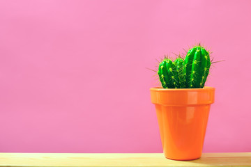 Cactus in a pot standing on a table top