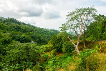 Fototapeta na wymiar Tropical landscape of jungle of the Koh Samui Island in Thailand